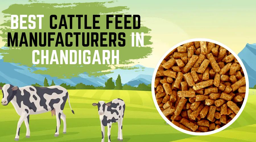 Best Cattle Feed Manufacturers in Chandigarh