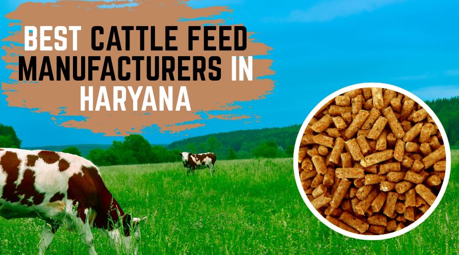 Best Cattle Feed Manufacturers in Haryana