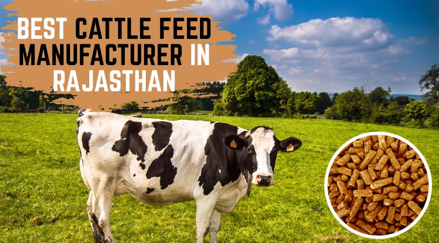 Best Cattle Feed Manufacturer in Rajasthan for Quality Nutrition
