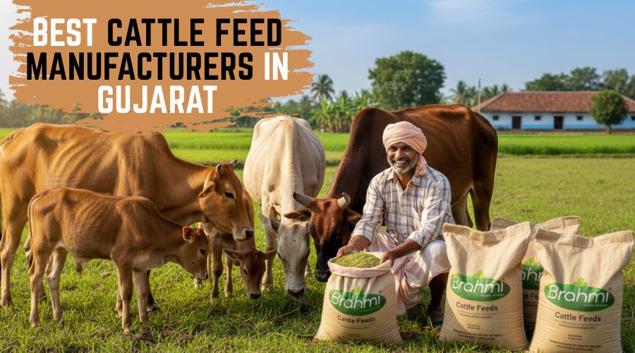 Best Cattle Feed Manufacturers in Gujarat