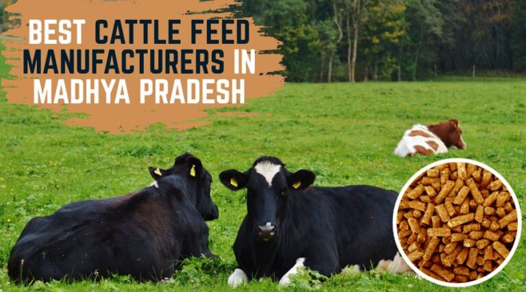 Best Cattle Feed Manufacturers in Madhya Pradesh