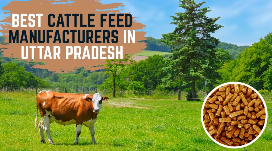 Best Cattle Feed Manufacturer in Uttar Pradesh