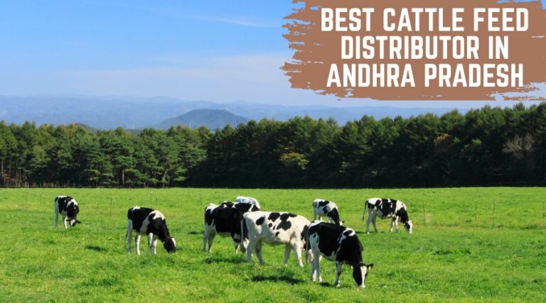 Best Cattle Feed Distributor in Andhra Pradesh