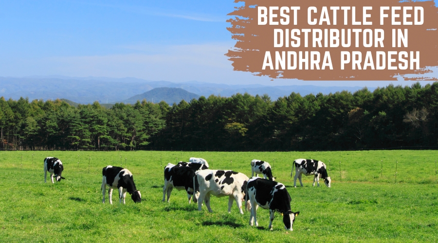 Best Cattle Feed Distributor in Andhra Pradesh