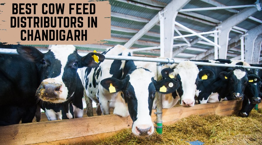 Best Cow Feed Distributors in Chandigarh