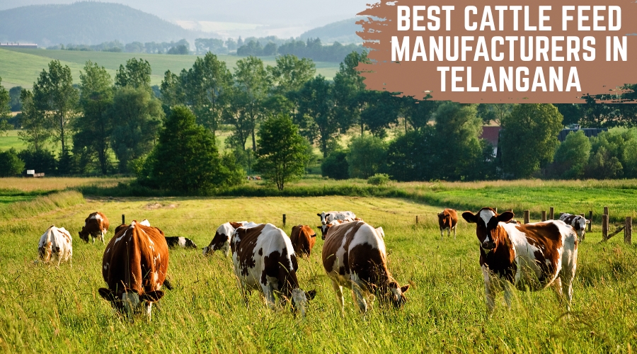 Best Cattle Feed Manufacturers in Telangana