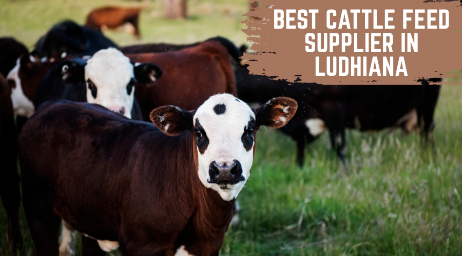 Best Cattle Feed Supplier in Ludhiana