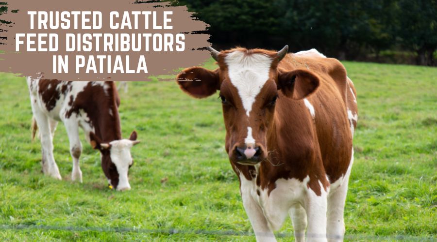 Trusted Cattle Feed Distributor in Patiala