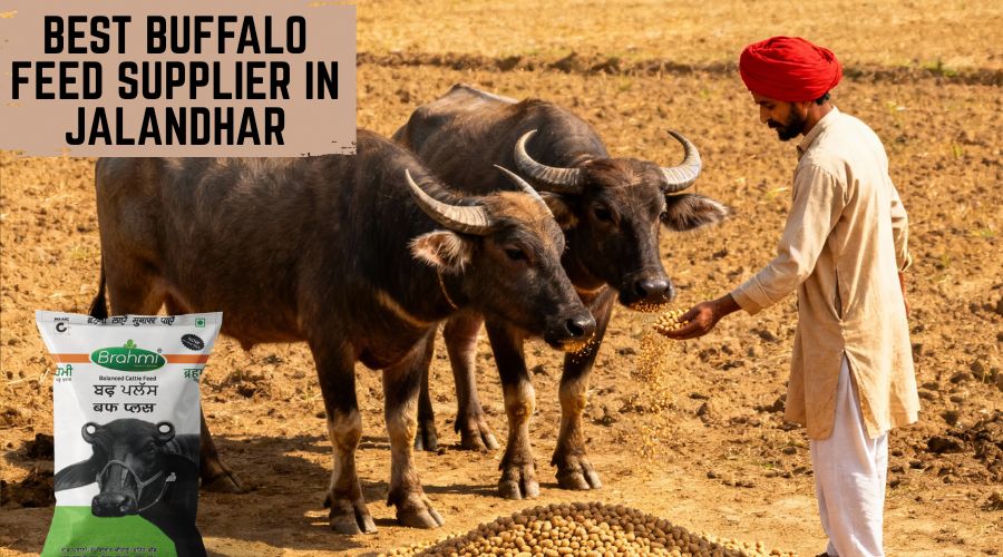 Best Buffalo Feed Supplier in Jalandhar
