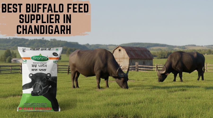 Best Buffalo Feed Supplier in Chandigarh