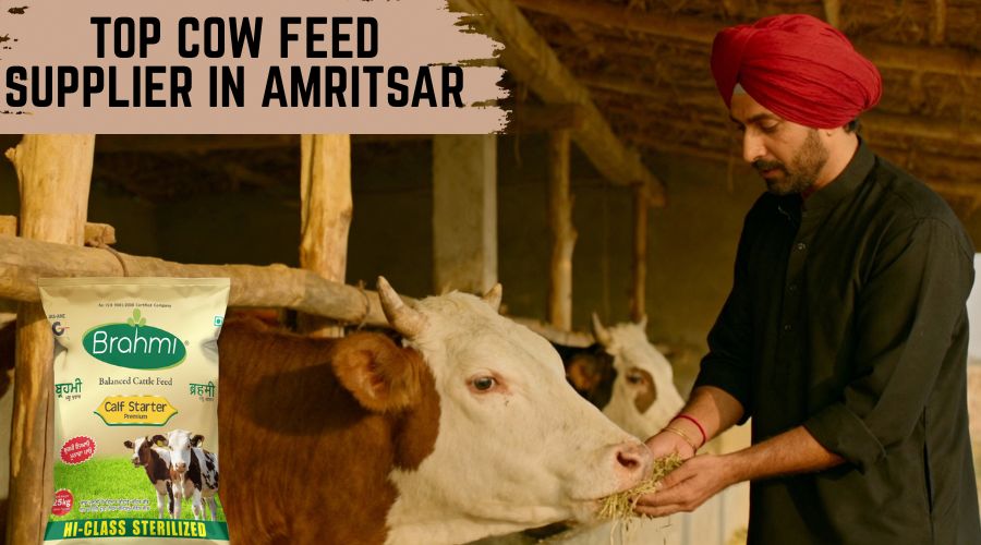 Top Cow Feed Supplier in Amritsar