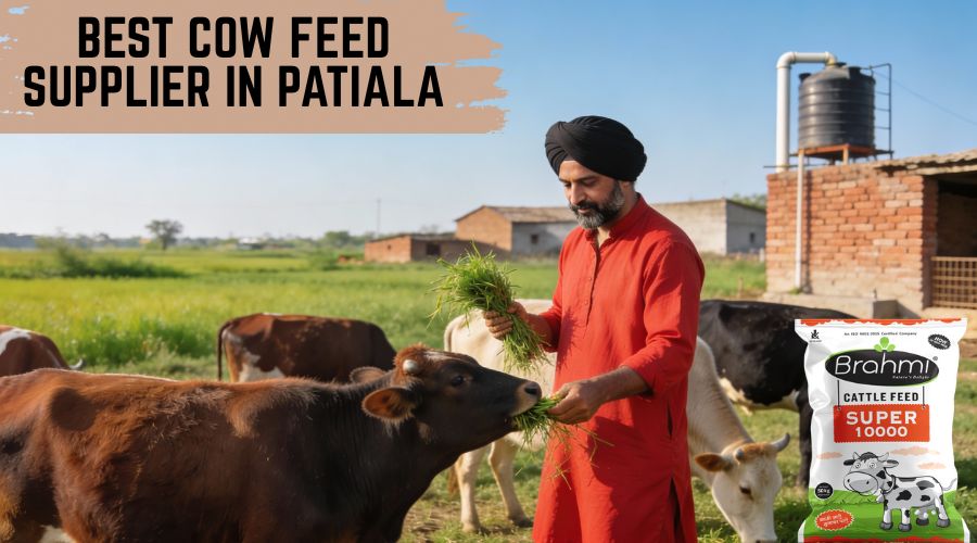Best Cow Feed Supplier in Patiala