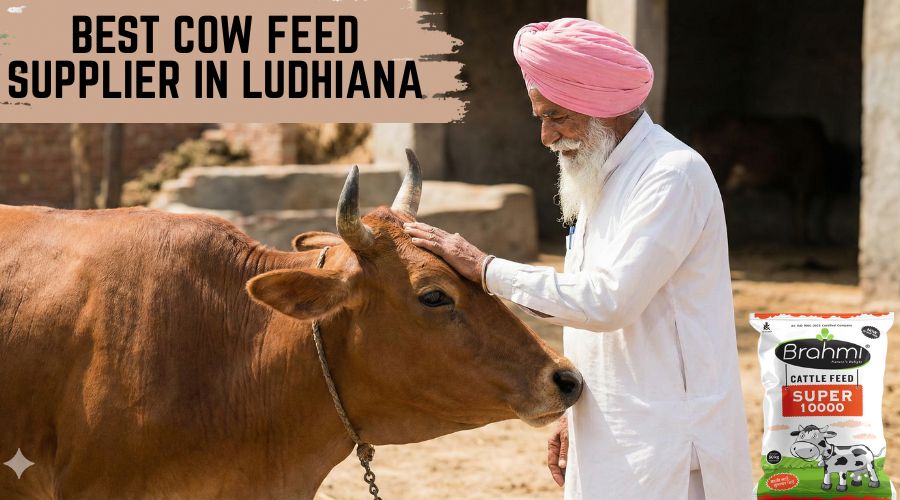 Best Cow Feed Supplier in Ludhiana