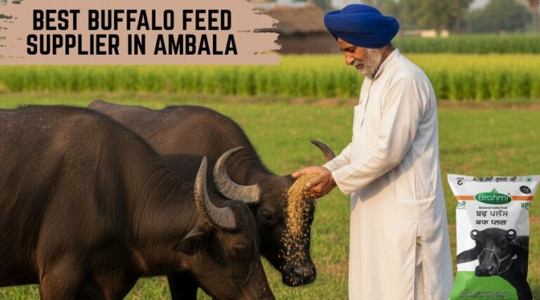 Best Buffalo Feed Supplier in Ambala