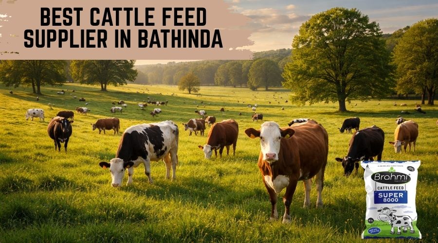 Best Cattle Feed Supplier in Bathinda