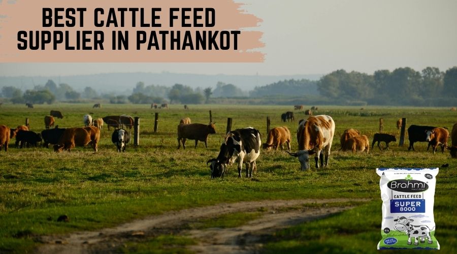 Best Cattle Feed Supplier in Pathankot