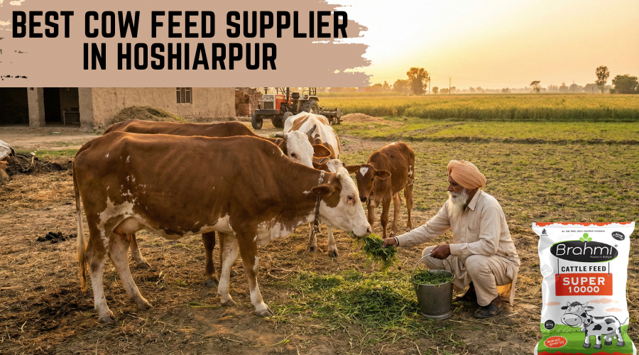 Top Cow Feed Supplier in Hoshiarpur