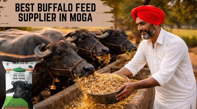 Best Buffalo Feed Supplier in Moga