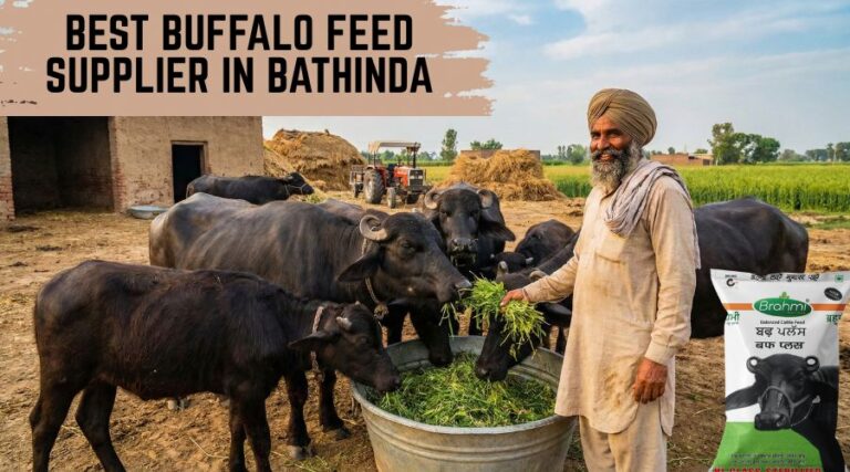 Best Buffalo Feed Supplier in Bathinda