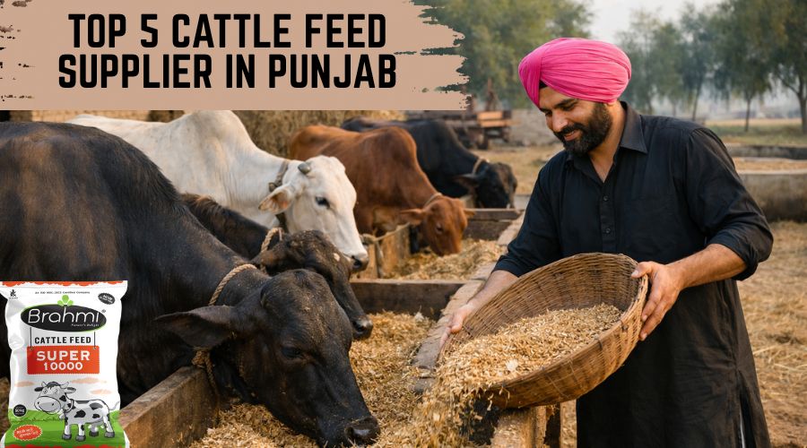 Top 5 Cattle Feed Supplier in Punjab