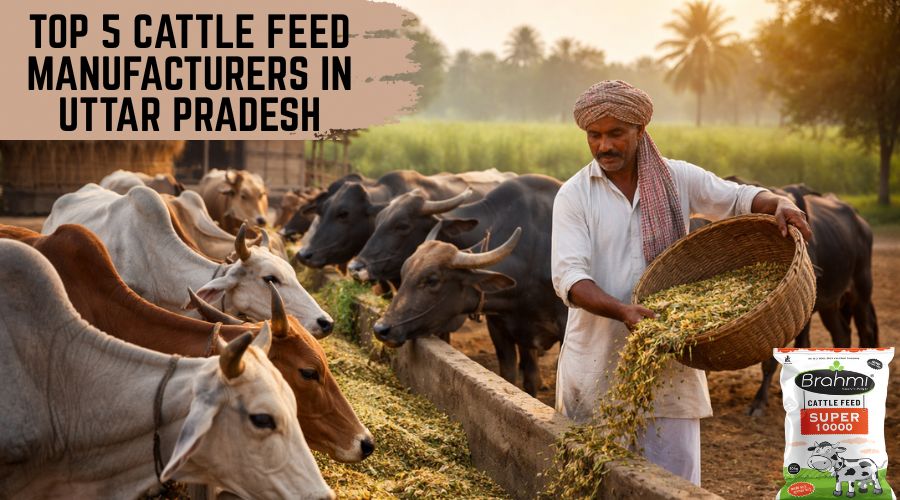 Cattle Feed Manufacturers in Uttar Pradesh