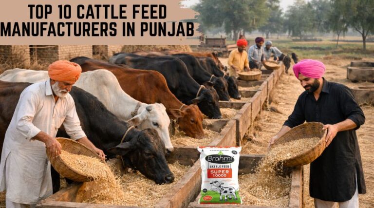 Top 10 Cattle Feed Manufacturers in Punjab