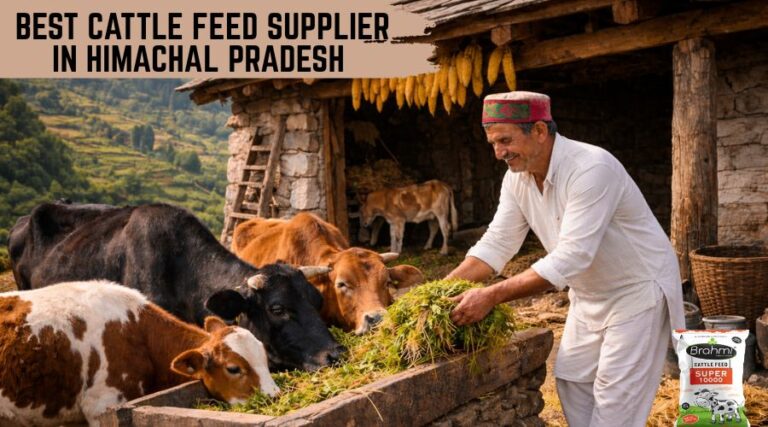 Best Cattle Feed Supplier in Himachal Pradesh