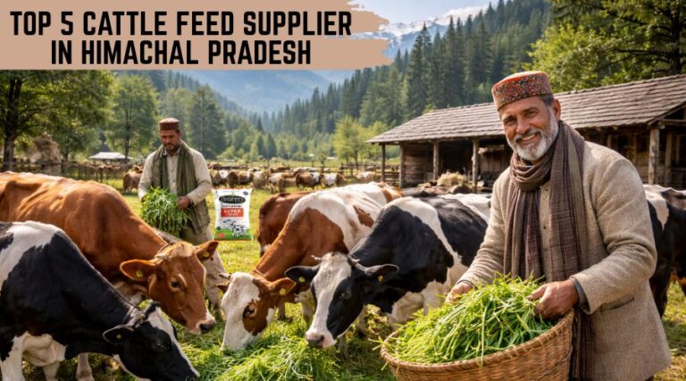 Top 5 Cattle Feed Supplier in Himachal Pradesh