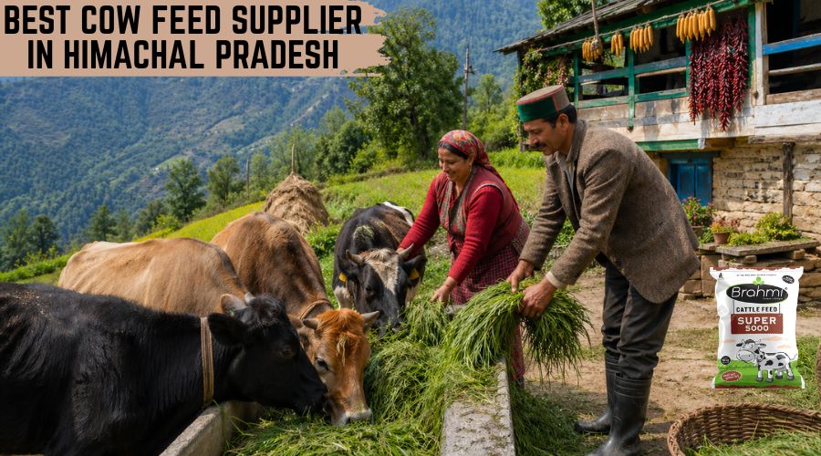 Best Cow Feed Supplier in Himachal Pradesh