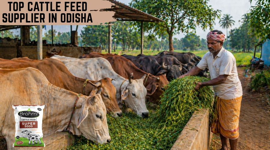 Top Cattle Feed Supplier in Odisha