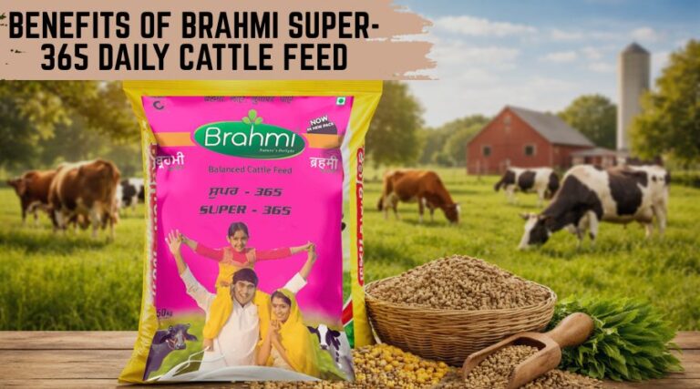 Benefits of Brahmi Super-365 Daily Cattle Feed