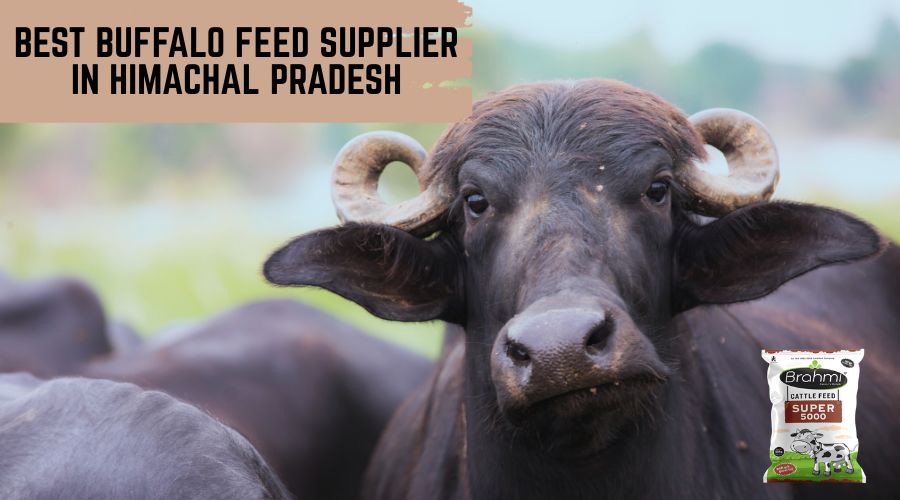 Best Buffalo Feed Supplier in Himachal Pradesh