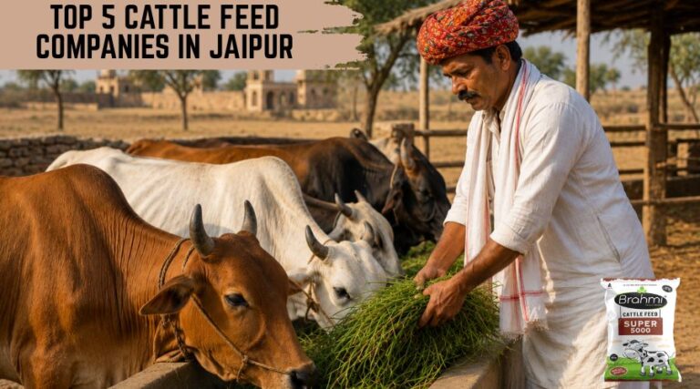 Top 5 Cattle Feed Companies in Jaipur