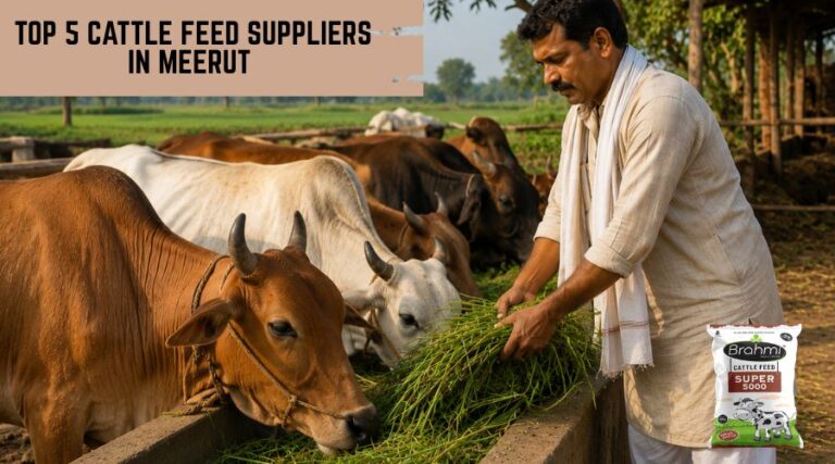 Top 5 Cattle Feed Suppliers in Meerut