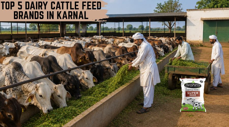 Top 5 Dairy Cattle Feed Brands in Karnal