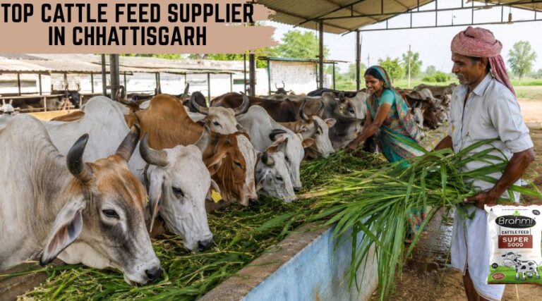 Top Cattle Feed Supplier in Chhattisgarh