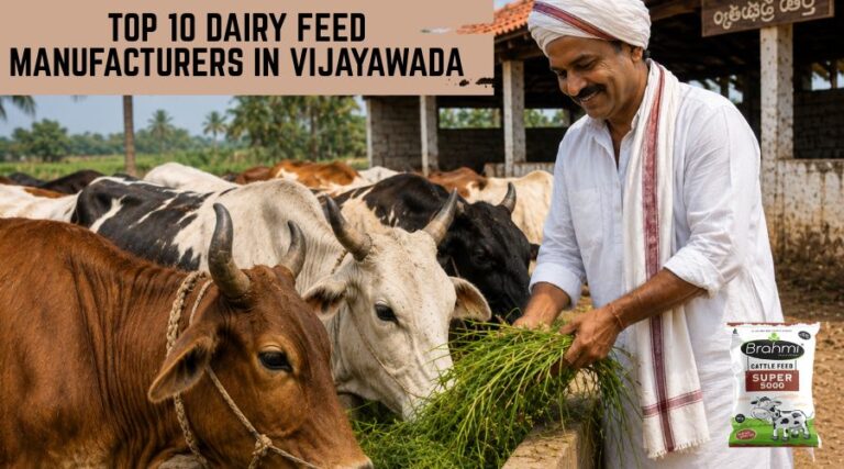Top 10 Dairy Feed Manufacturers in Vijayawada