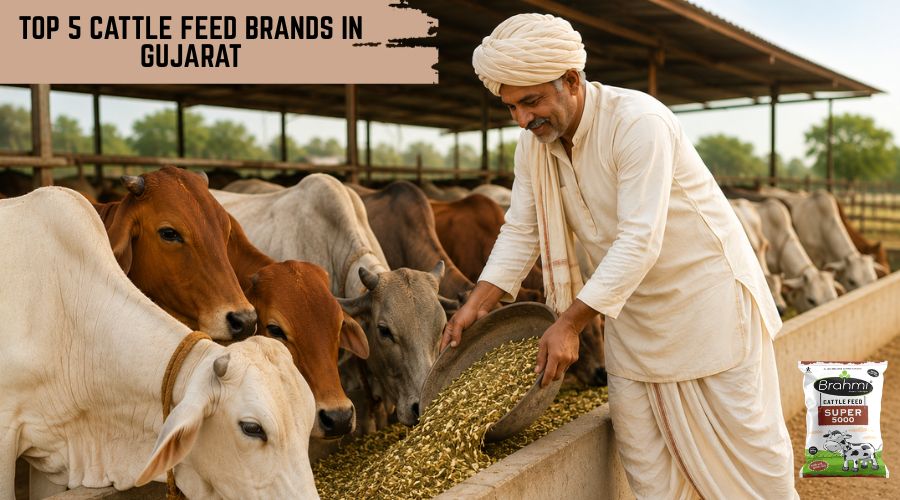 Top 5 Cattle Feed Brands in Gujarat