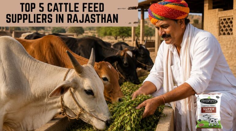 Top 5 Cattle Feed Suppliers in Rajasthan