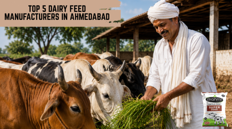 Top 5 Dairy Feed Manufacturers in Ahmedabad
