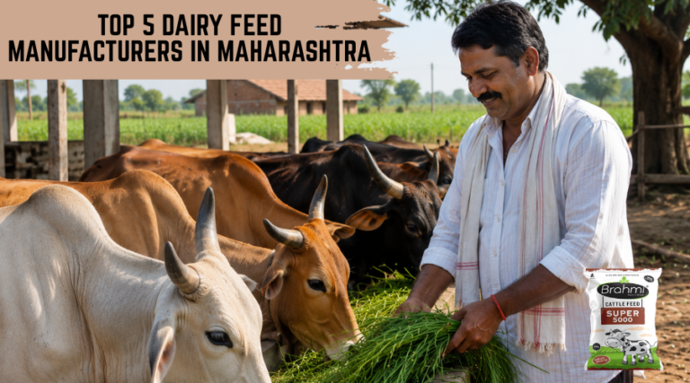 Top 5 Dairy Feed Manufacturers in Maharashtra