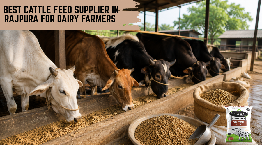 cattle feed supplier in Rajpura