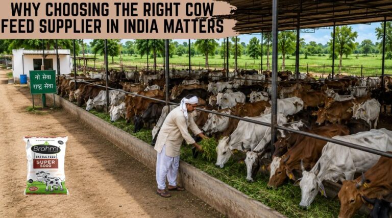 Why Choosing the Right Cow Feed Supplier in India Matters