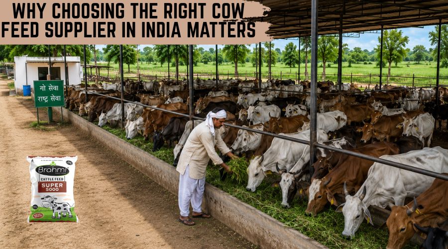 Why Choosing the Right Cow Feed Supplier in India Matters