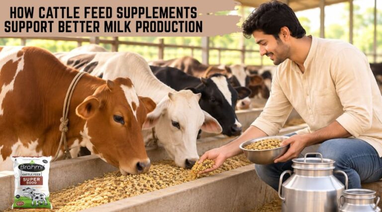 Cattle Feed Supplements