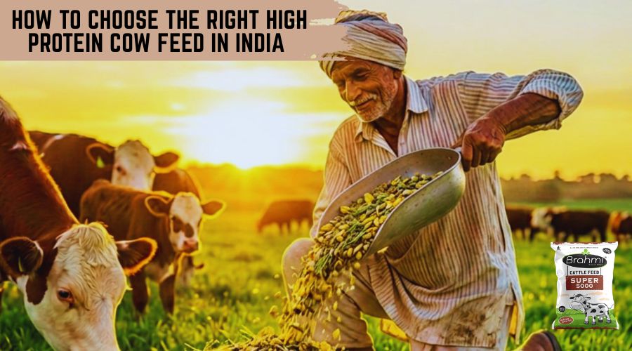 high protein cow feed