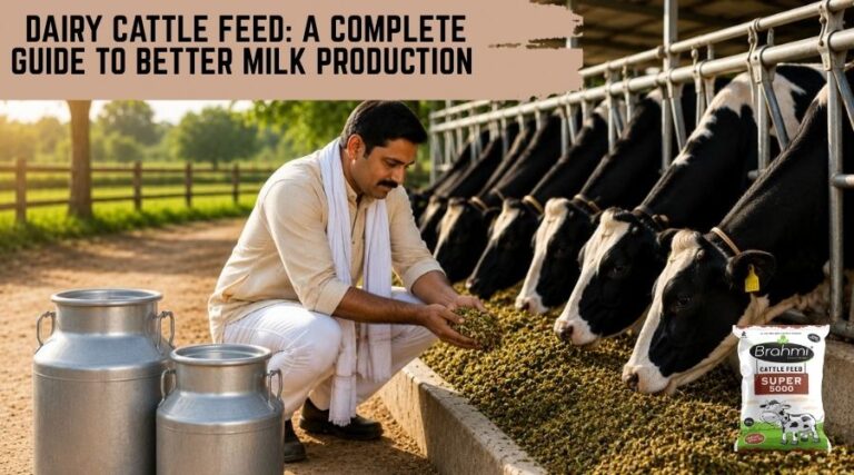 dairy cattle feed