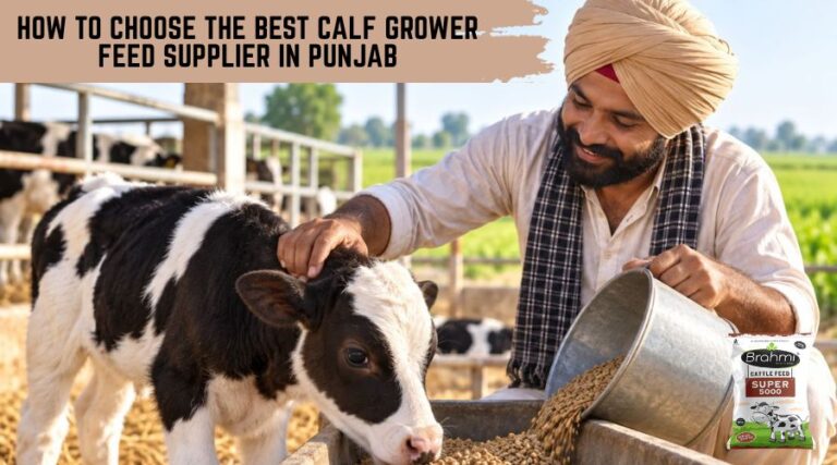 Calf Grower Feed
