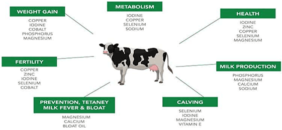 Animal Feed 1