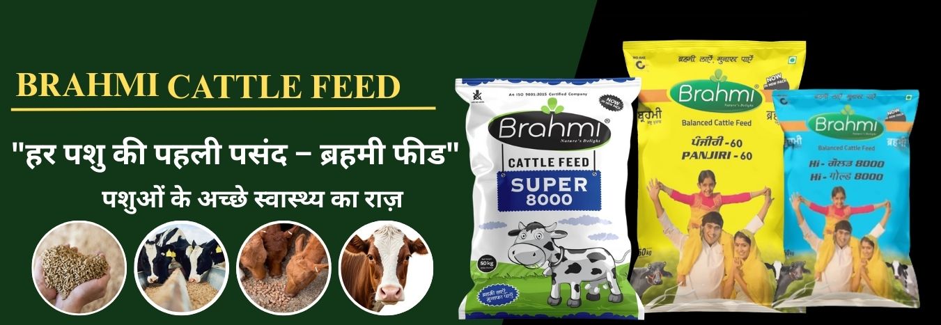 brahmi Cattle feed